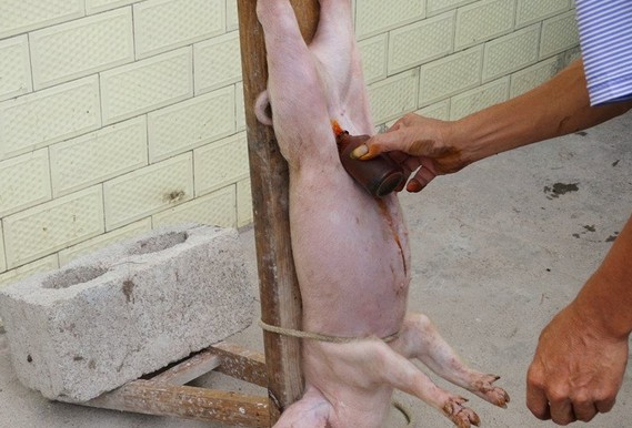 农村给猪羊做绝育手术,大猪场怎么给猪仔做绝育