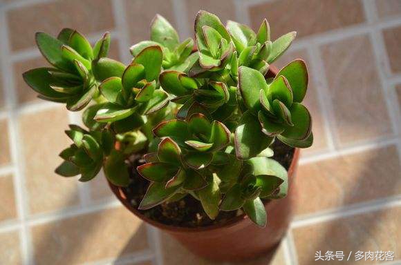 多肉天狗之舞养护方法,多肉植物之舞