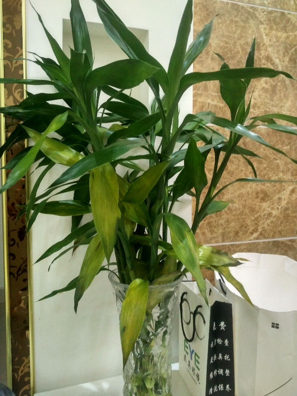 新养富贵竹,水培两周后叶子黄成这样了,怎么办?