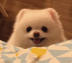 养宠物OR养孩子，你想好了吗？