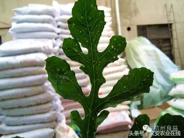 西瓜六必治瓜类六大病害一招搞定,西瓜病害六必治