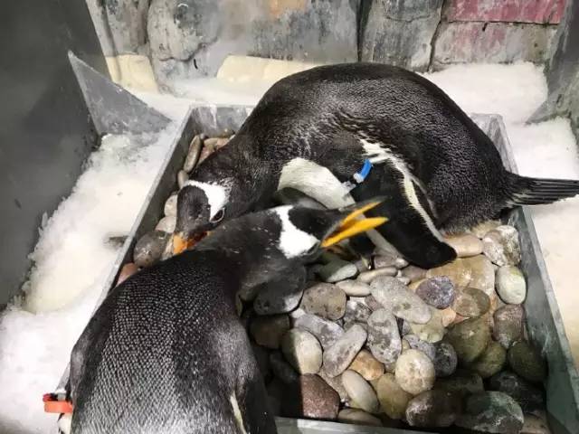 杭州极地海洋游玩图,杭州极地海洋世界旅游攻略