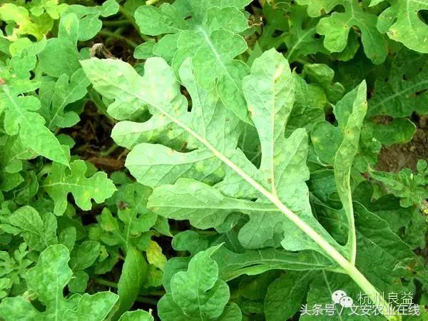 西瓜六必治瓜类六大病害一招搞定,西瓜病害六必治
