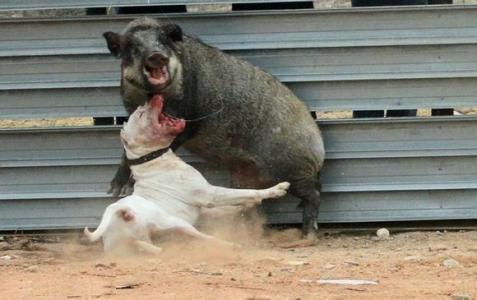 纯种杜高犬价格,纯种杜高犬的介绍