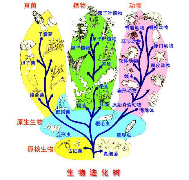 进化论为什么有些没有进化,进化论最可怕的真相是什么