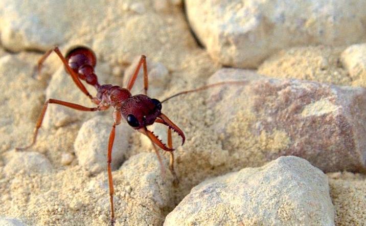 全异巨首蚁各种种类蚂蚁体型,世界上最可怕的昆虫子弹蚁