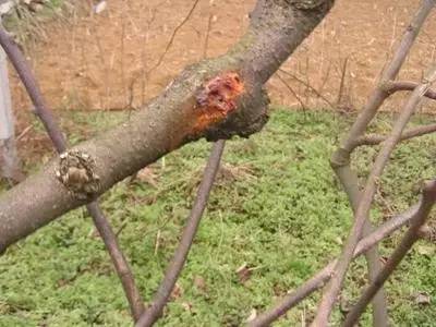 猕猴桃流红水用高锰酸钾,猕猴桃树流红水怎么解决