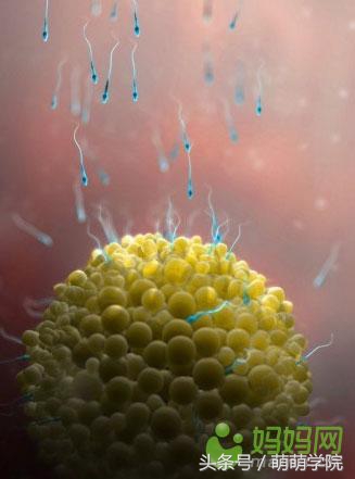 胎儿发育40周全过程b超影像,胎儿1-40周发育过程图高清