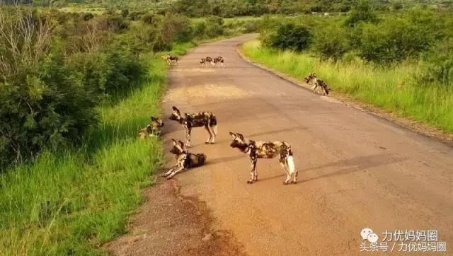 麻麻，为什么不能带我去非洲！