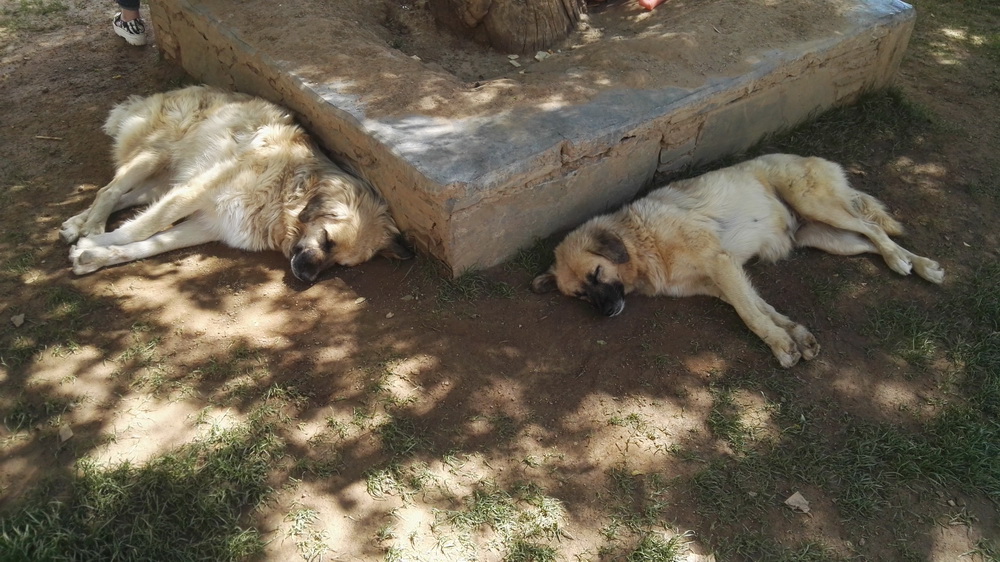 狗狗在西藏老是气喘,小型狗去西藏有高原反应怎么办