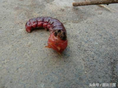 三国演义吕布大展身手,三国传奇名将大全