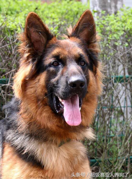 如何让一条温顺的德牧变得凶猛,如何把德牧训练的温顺又能护主