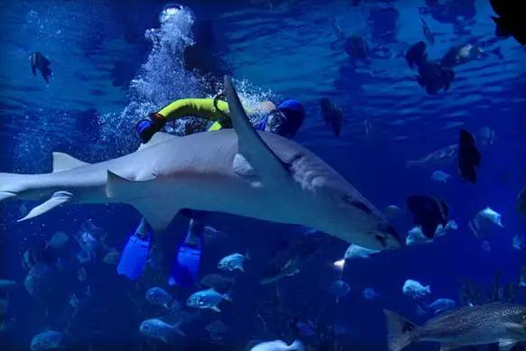 杭州极地海洋游玩图,杭州极地海洋世界旅游攻略