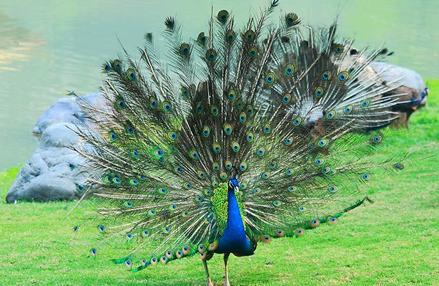 用手掌画孔雀的简笔画,孔雀仙子怎么画简笔画