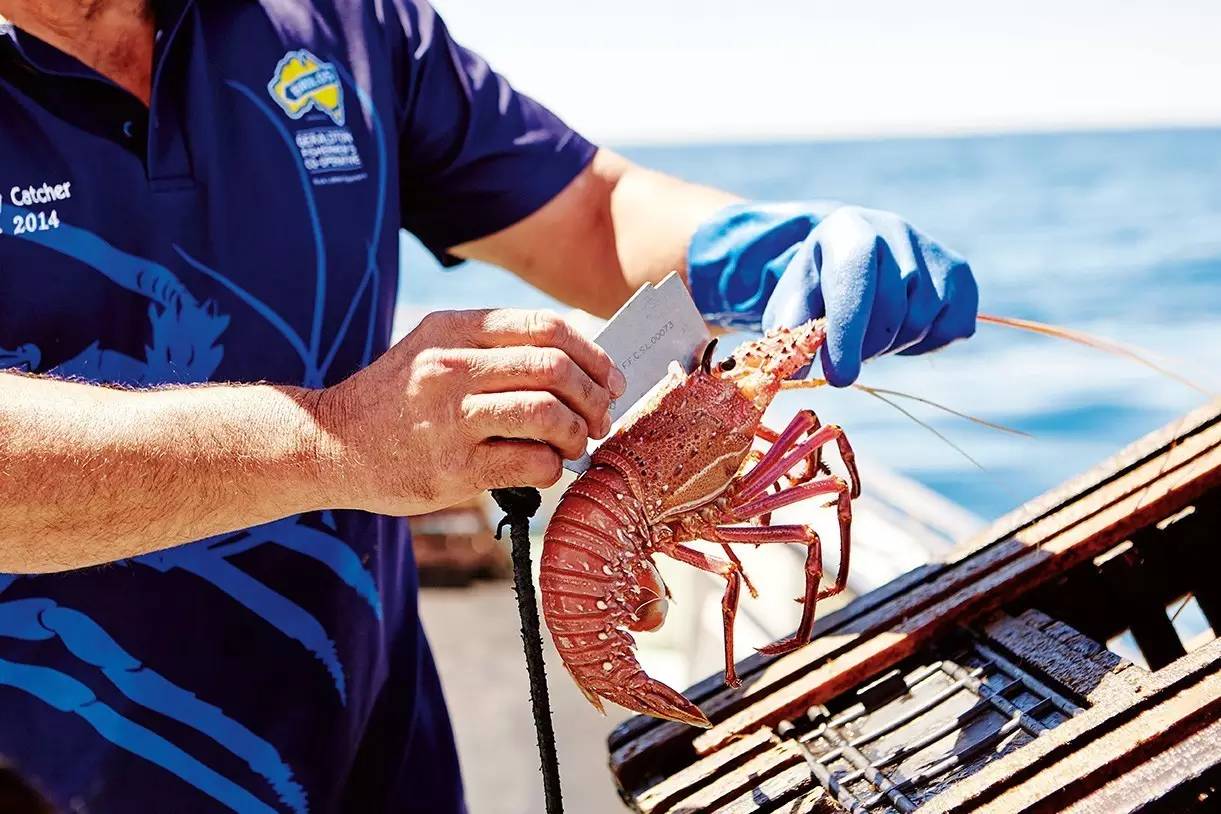 澳洲龙虾怎样捕,澳洲淡水龙虾抓虾方法