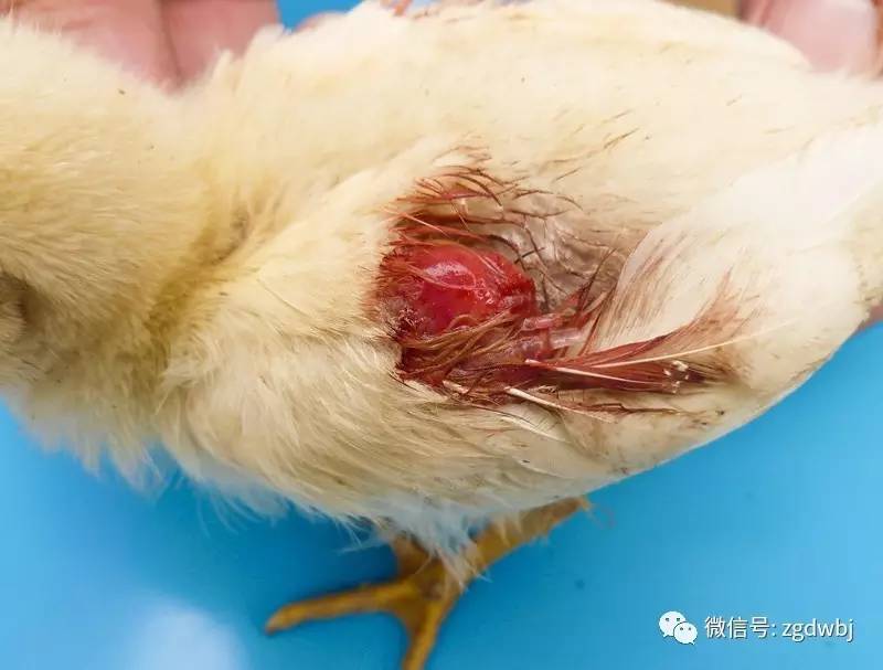 鸡啄癖症的发生与防控措施