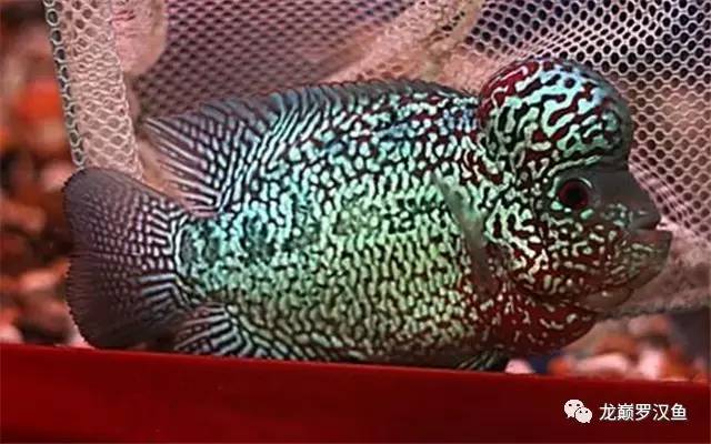 罗汉鱼喂红虫的正确方法,罗汉鱼的喂养方法和技巧
