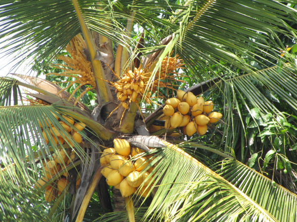 斯里兰卡旅游攻略是什么,斯里兰卡旅游攻略推荐亲子