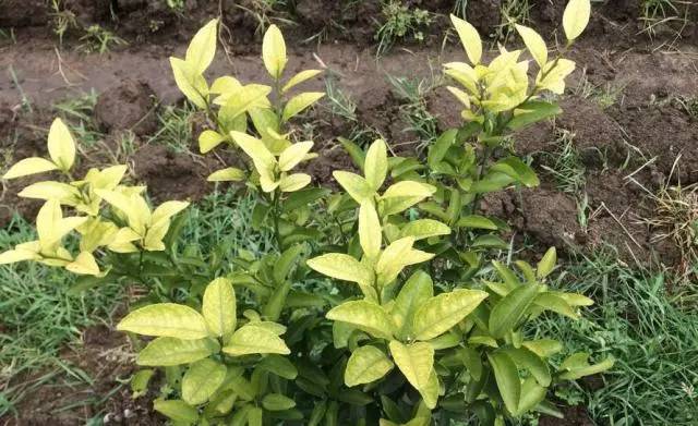 蔬菜叶黄了喷什么药,农作物叶片发黄打什么药