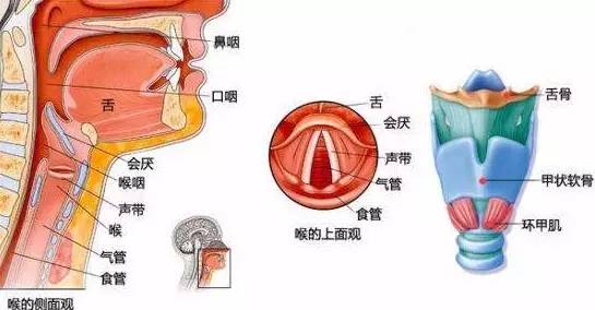 小儿急性喉炎不能轻视,小儿急性喉炎能自愈吗