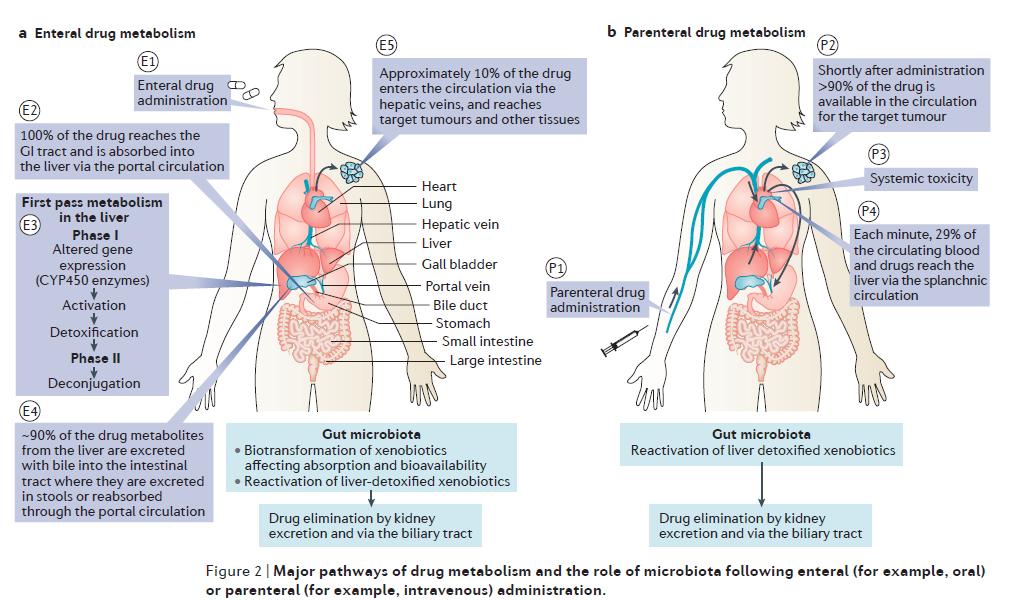 癌症免疫疗法nature (肿瘤免疫治疗nature)