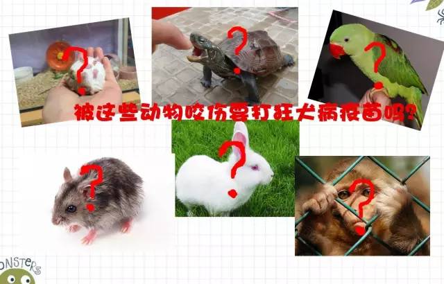 被老鼠咬伤要不要打狂犬疫苗,被宠物兔子咬了需要打狂犬疫苗吗