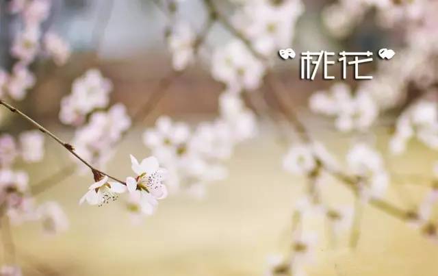 桃花季｜今天的沈阳，桃花开了，春风十里，挑一天走起……