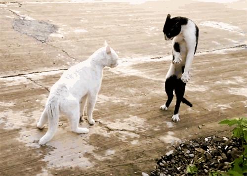 小伙子结婚也太激动了，新娘差点被摔伤呀！