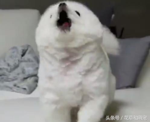 小博美狗狗生气,小博美总想吃