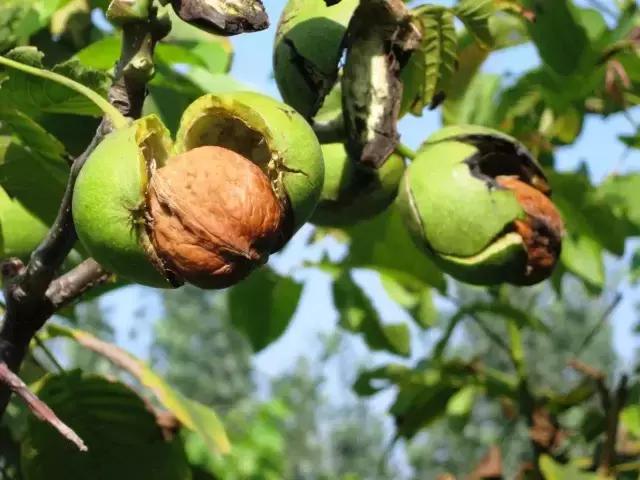 山核桃发展现状及对策,垦利开发区陈金海