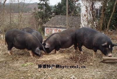 金寨县红都土特产经营部,安徽金寨土特产有哪些产品呢