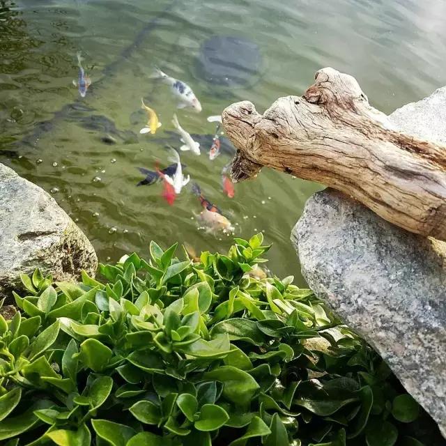 锦鲤水景三月天，赏心悦事别家院