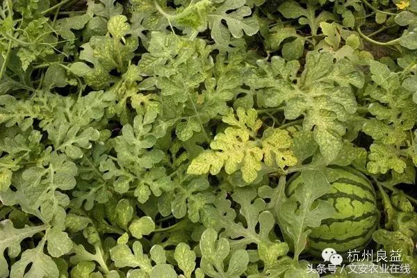 西瓜六必治瓜类六大病害一招搞定,西瓜病害六必治