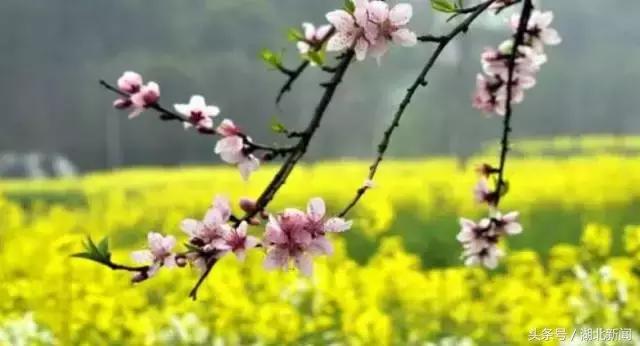 只剩最后几天，还不赶紧赏花！小心后悔一年！