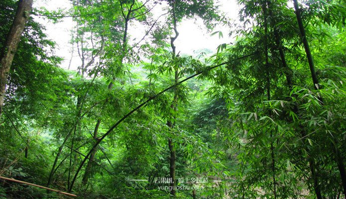 邛崃芦沟竹海风景区,邛崃平乐古镇竹海