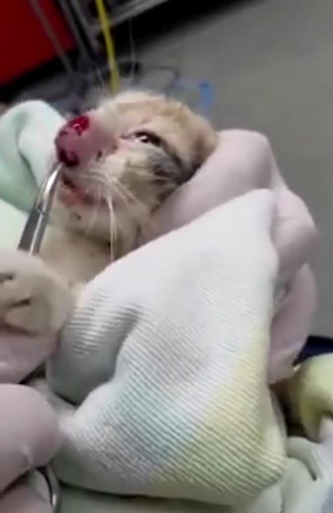 流浪猫鼻子流黄色液体,流浪猫清理两个巨大虫子