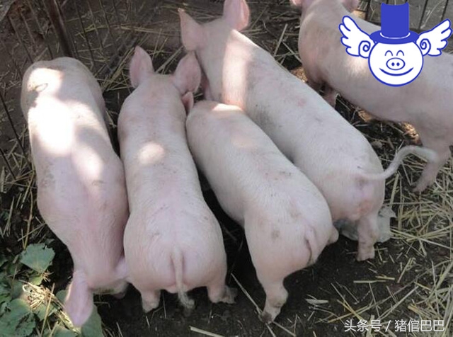 夏季猪中暑症状,夏季养猪怎么预防中暑