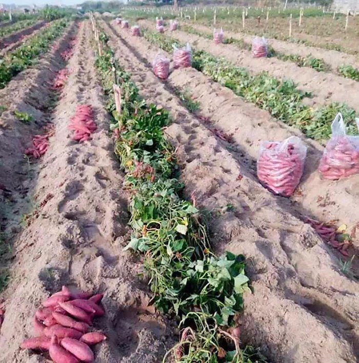 白富美养成记游戏,白富美养成手册