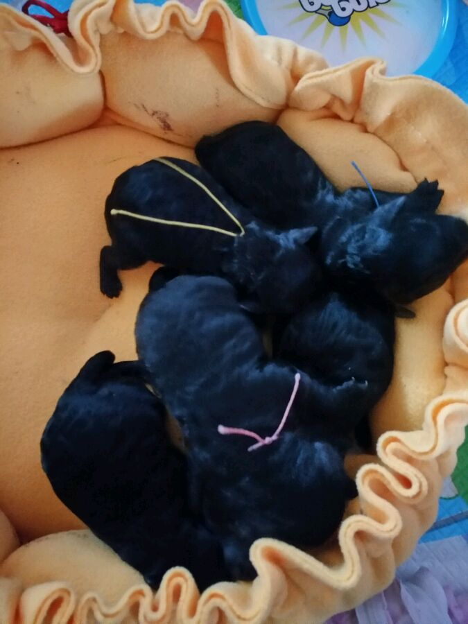 泰迪被土狗欺负完整版,泰迪被农村土狗咬死