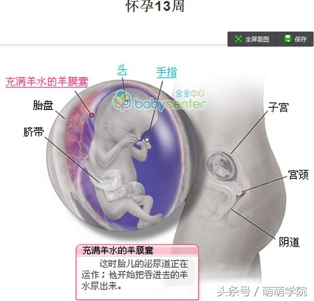 胎儿发育40周全过程b超影像,胎儿1-40周发育过程图高清