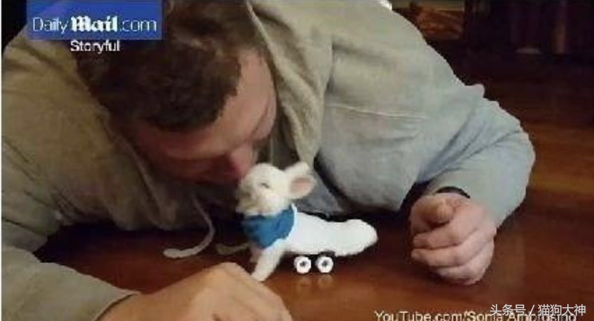 兔子宝宝被主人打哭而且还被打伤,兔宝宝被大兔子攻击