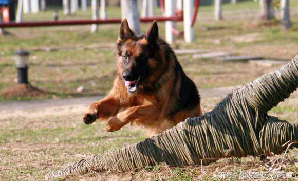 如何让一条温顺的德牧变得凶猛,如何把德牧训练的温顺又能护主