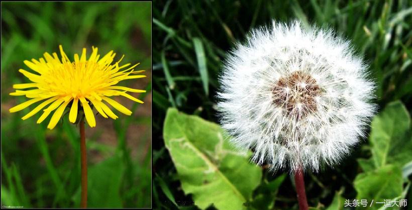 农村常见的粉红色野花,农村常见的8种野花