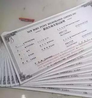 一梦谈狗：出生带了一张纸的狗狗就贵？这张纸是什么？