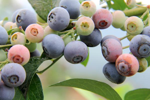 哪些水果可以起到保护眼睛的作用,吃什么水果对眼睛好可以恢复视力