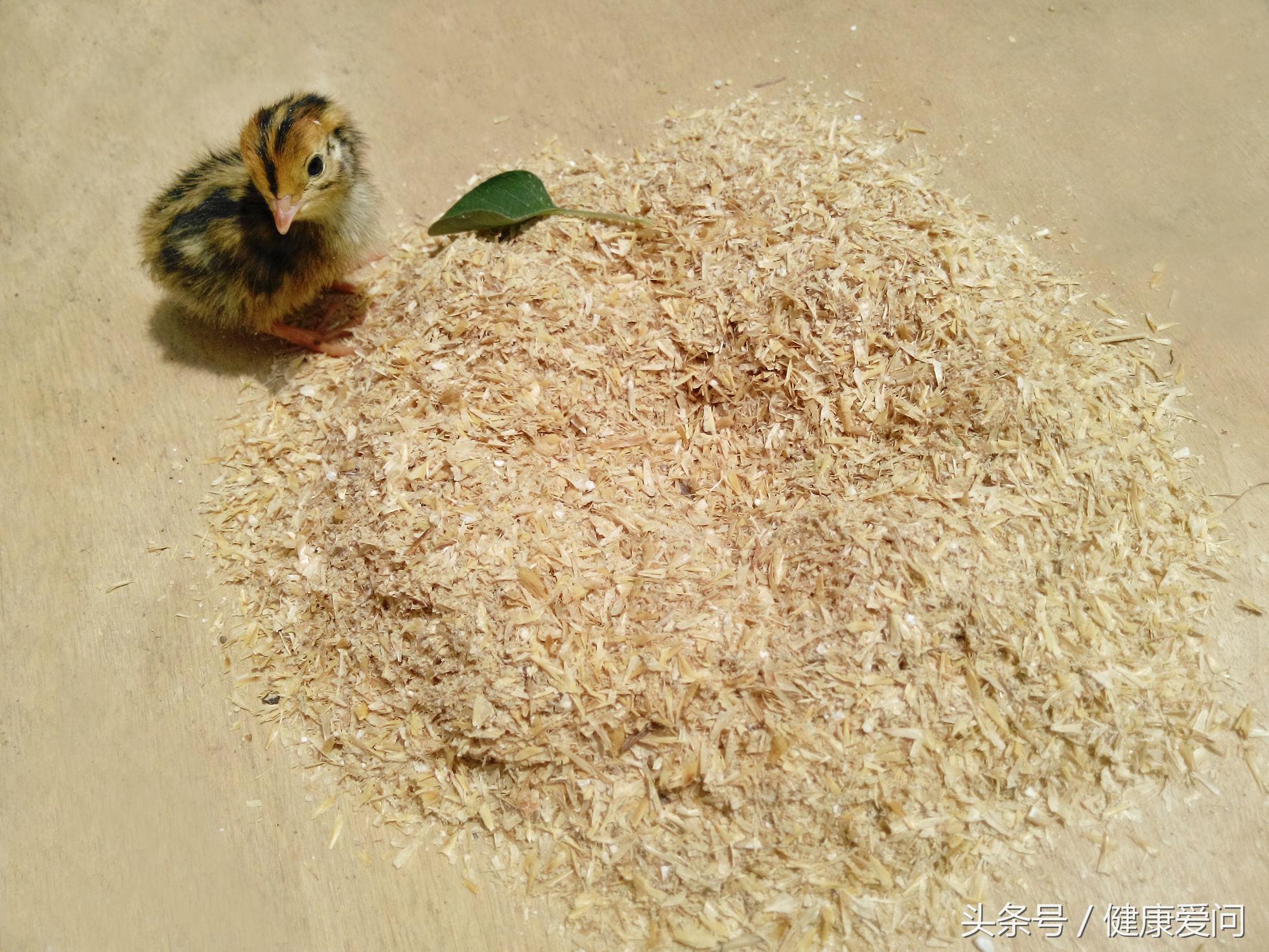 鍙互褰撲富椋熷張鍙互褰撳皬鍚冪殑椋熺墿,鐢ㄥ畠鏉ュ仛鏃╅鎴栧綋闆堕閮介潪甯稿ソ