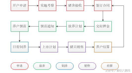公司农户养猪,温氏养猪公司加农户模式