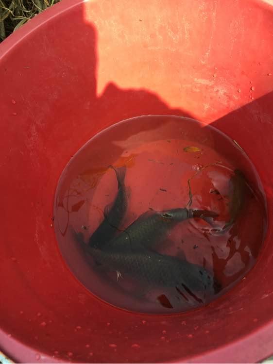 人民币打窝子，巧夺大黑鱼！