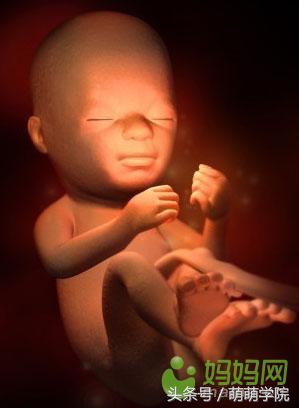 孕期1到40周胎儿发育全过程,胎儿发育40周全过程动态画