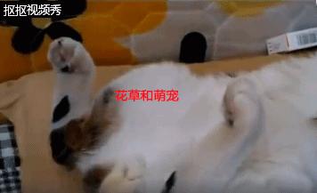 猫咪睡觉主人故意打醒,猫咪睡着了摸它突然就咬我